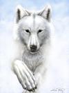 From_the_Clouds__WOLF_PRESERV__by_TheGuardianDragon.jpg