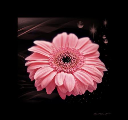 Gerbera  podsvietena 4 mensia.jpg