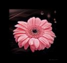 Gerbera podsvietena 4 mensia.jpg Gerbera podsvietena 4 mensia.jpg