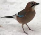 Garrulus_glandarius3.jpg Garrulus_glandarius3.jpg