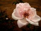 british rose.jpg british rose.jpg