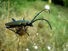buggie.jpg buggie.jpg